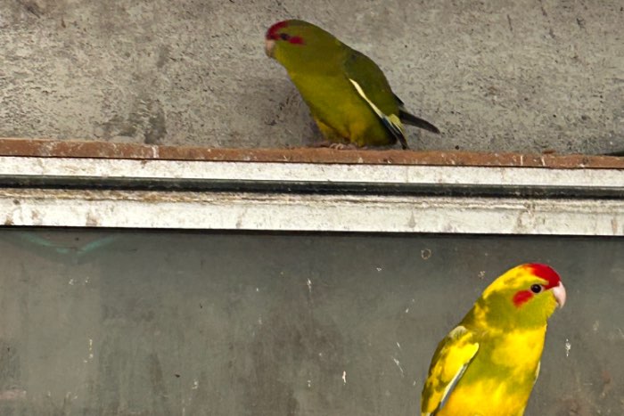 kakariki 2026