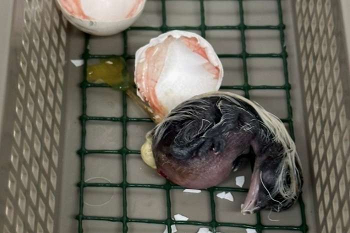 1-1 chinese spoorkoekoek (centropus sinensis) 2024