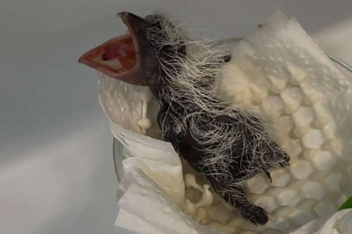 1-1 chinese spoorkoekoek (centropus sinensis) 2024