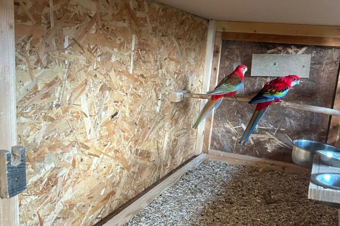 opaline rosella kweekkoppell