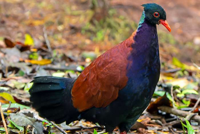 fazantduif