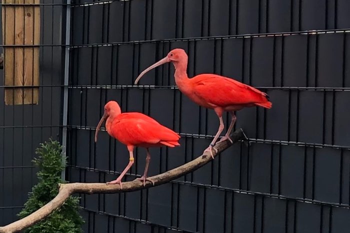 rode ibis