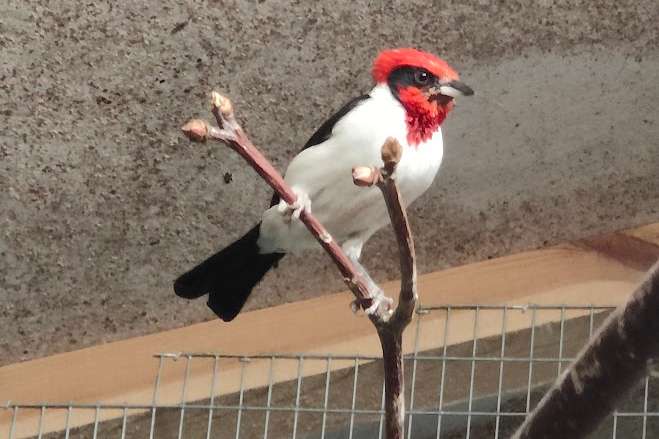 paroaria nigrogenis.