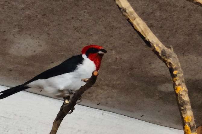 paroaria nigrogenis.