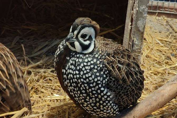 montezuma quail.