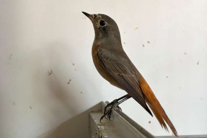 europese cultuur vogels