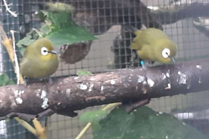 gezocht, kikuyu brilvogels! graag alles aanbieden