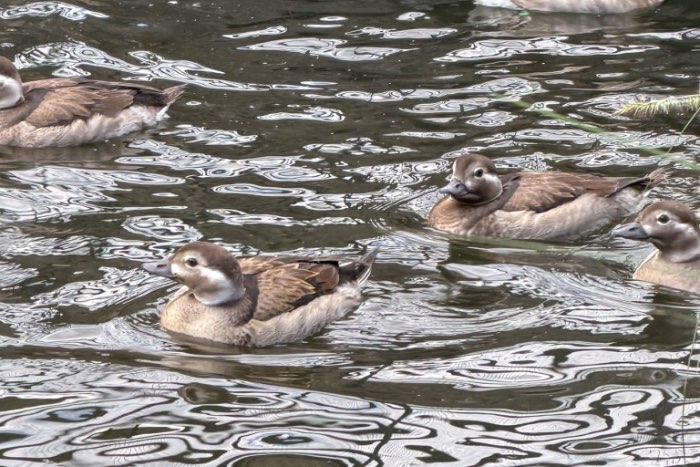long-tailed ducks.  ijseend