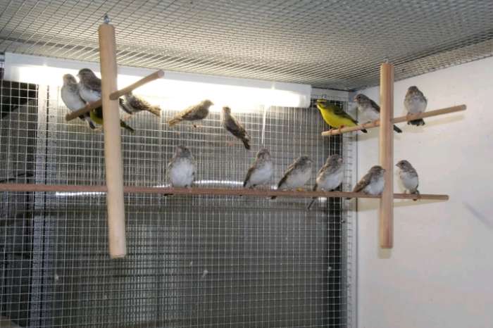 crithagra mozambica