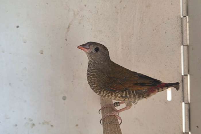 pytilia afra