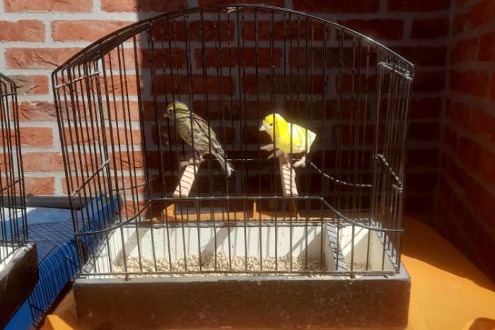 te koop mooi klein type raza espagnola kanaries