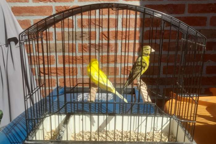 te koop mooi klein type raza espagnola kanaries