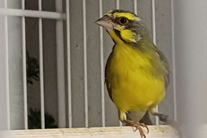 mozambiquesijs man