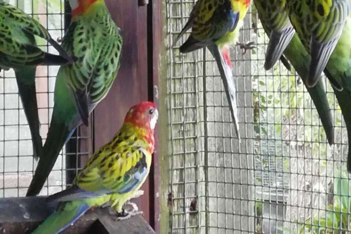 te koop rosella
