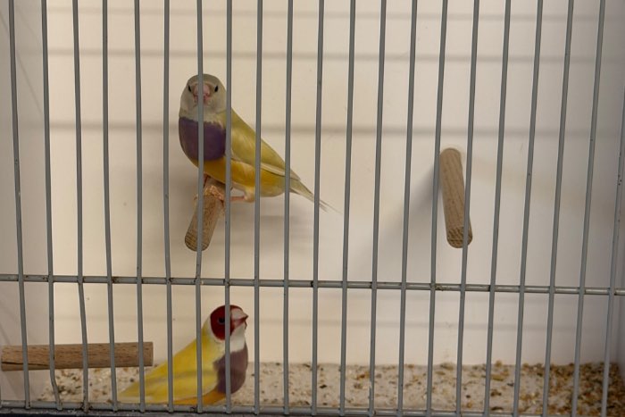 gouldamadines