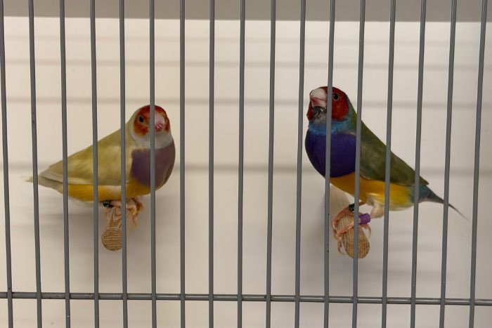 gouldamadines