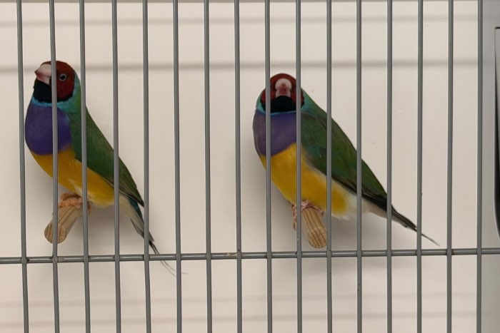 gouldamadines