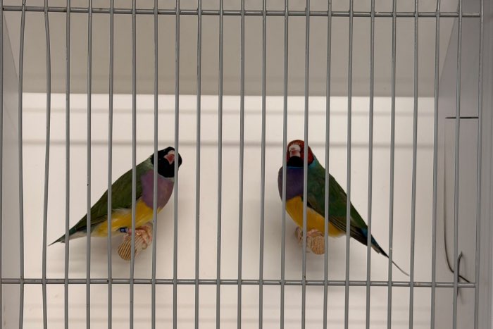 gouldamadines
