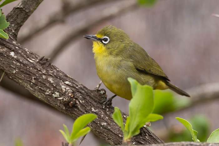 noordelijke afrikaanse brilvogel (zosterops senegalensis)