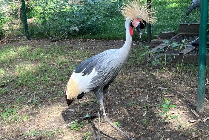 grijze kroonkraanvogel