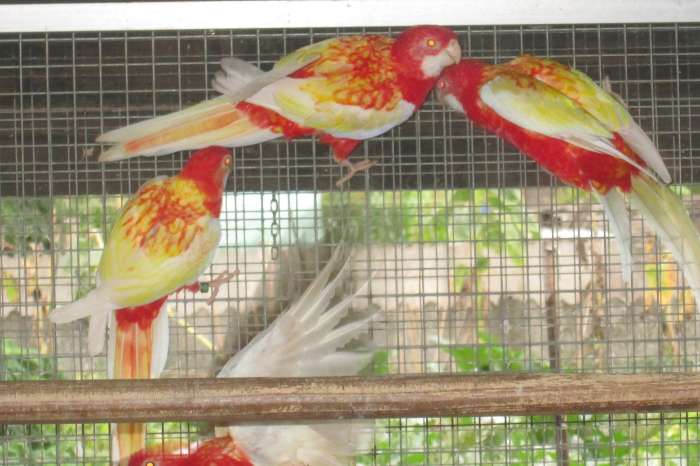 rubino rosella's