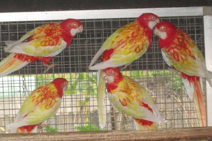 rubino rosella's