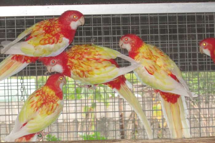 rubino rosella's