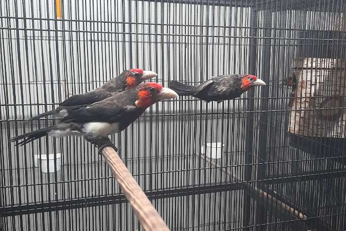 baardvogels diverse koppels