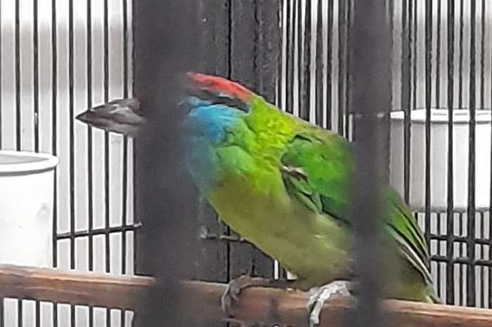 baardvogels diverse koppels