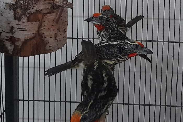 baardvogels diverse koppels