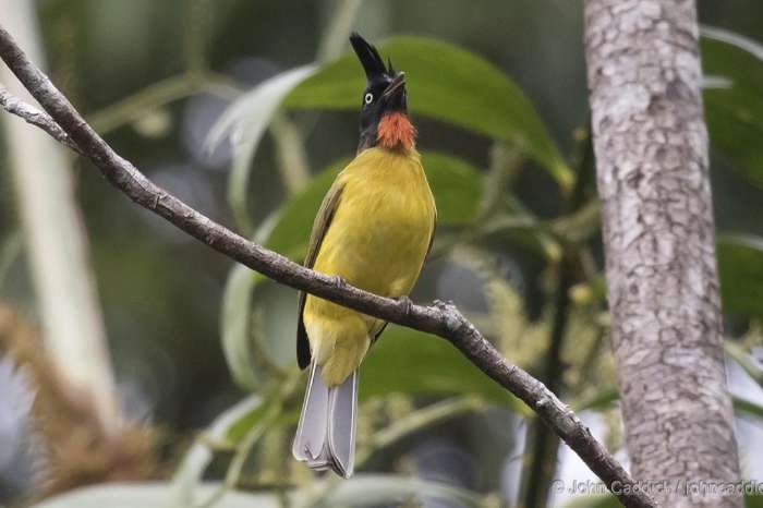 bulbul flaviventris jonsohni