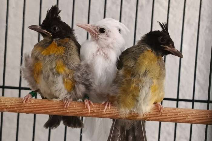 bulbul flaviventris jonsohni