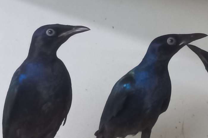 purperglans spreeuwen