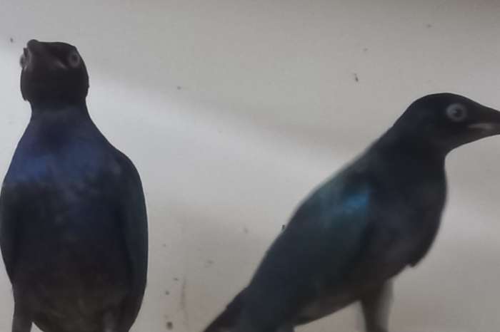 purperglans spreeuwen