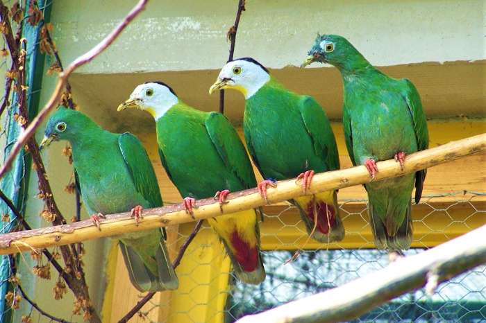 fruit doves/pigeons