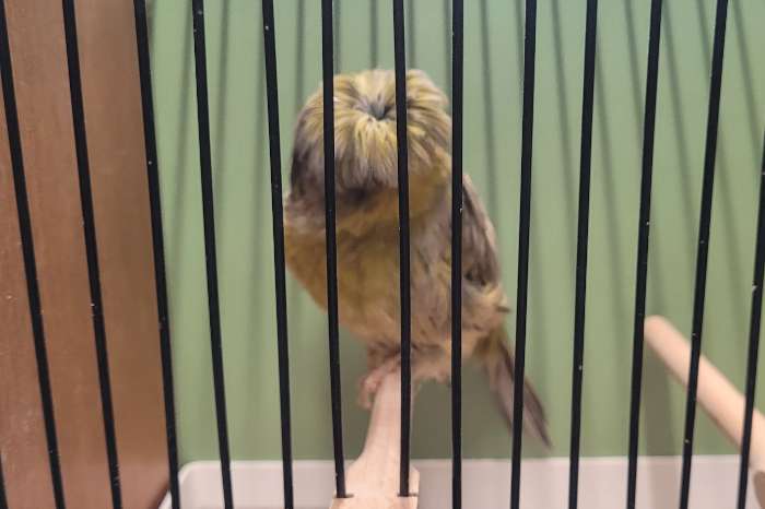 crest crested kanarie