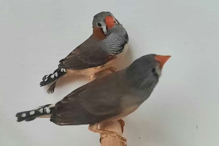 te koop diverse tropische 2