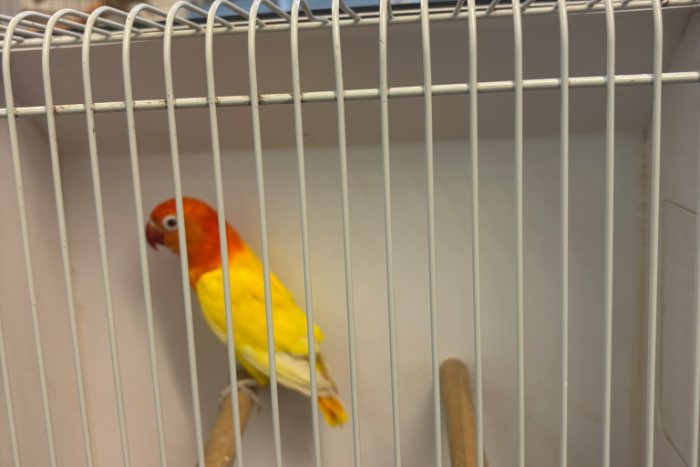 lutino opaline fischeri’s