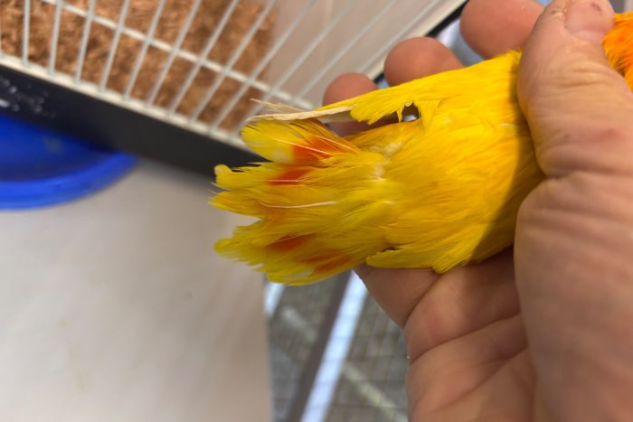 lutino opaline fischeri’s