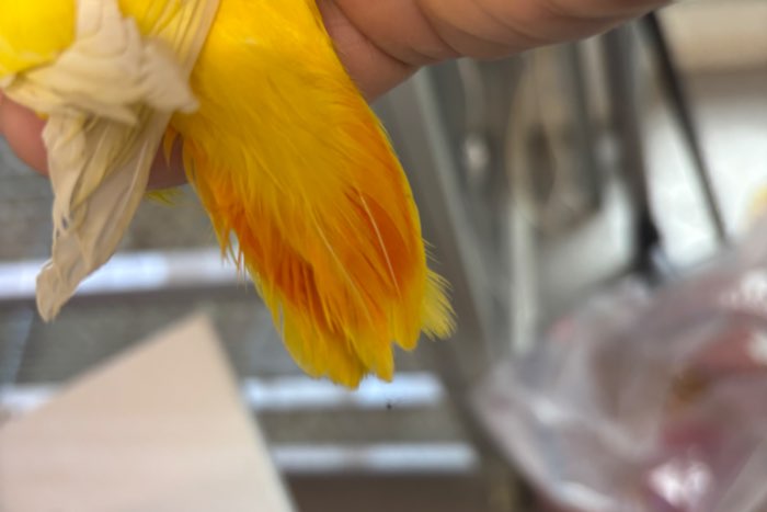 lutino opaline fischeri’s