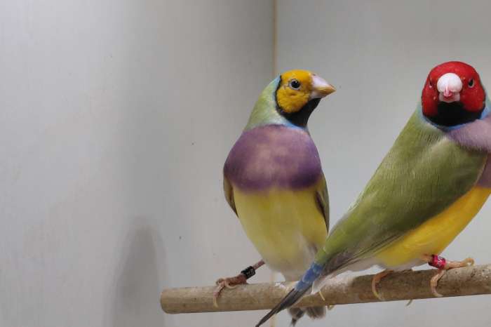 2 koppel goudamadines