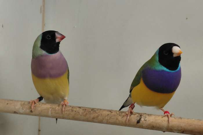 2 koppel goudamadines