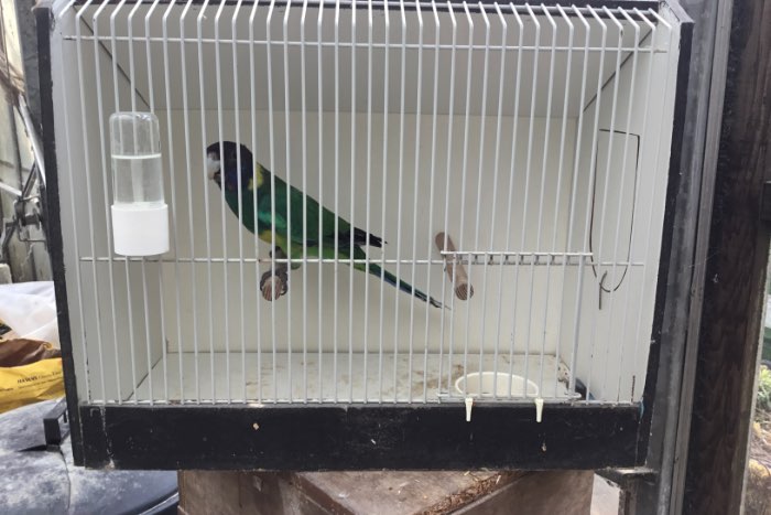 te koop diverse grote parkieten