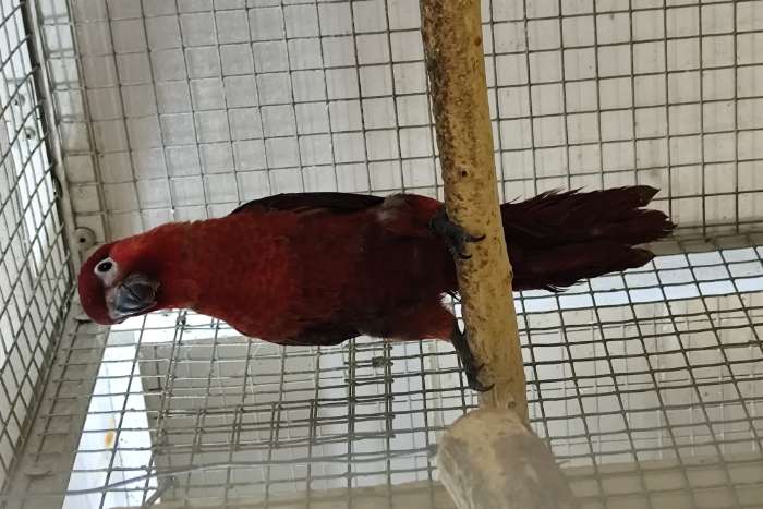 1.0 pseudeos cardinalis
