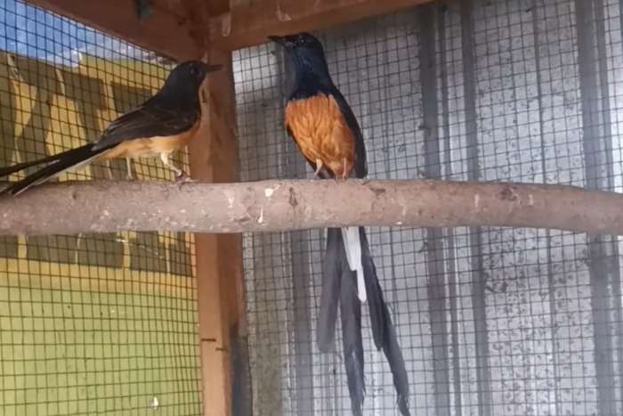 white-rumped shama
