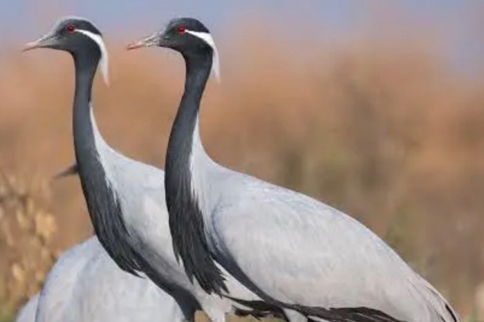 grus virgo