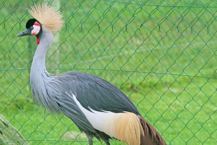 kroonkraanvogel adulte