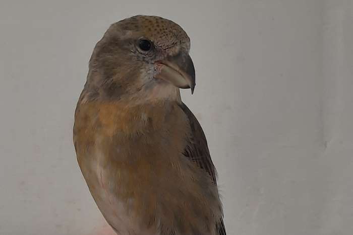 grote kruisbek
