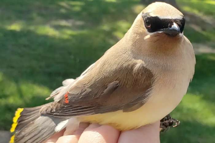 cedar waxwing (bombycilla cedrorum)