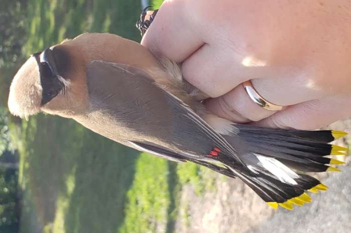 cedar waxwing (bombycilla cedrorum)